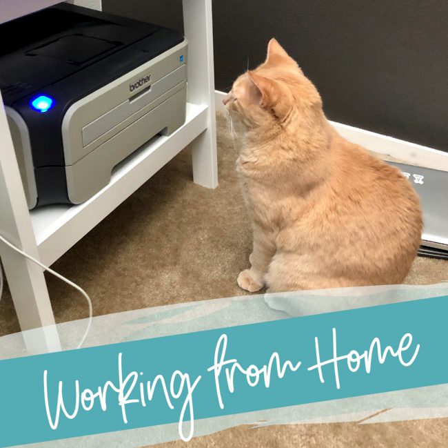 Working from Home - a cat sits patiently in front of a printer